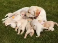 💖贈送小狗，免費領養！🐶