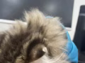 可爱猫咪找新家