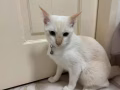 貓咪找新家