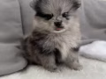 免费领狗狗
