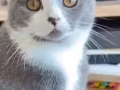 爱猫猫免费送，快来领养吧