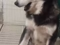 Husky male 1yr公 阿拉斯加哈士奇活蹦灵跳