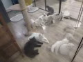 自家布偶幼貓