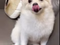 #博美 #無償領養