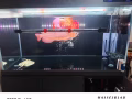 紅龍魚