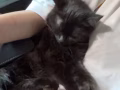 黑色小貓尋求領養