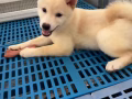 柴犬(4個月)