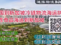 从中国到新加坡冷链海运操作指南：冷冻食品如何海运到新加坡？