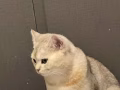 银渐层弟弟找女朋友