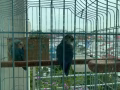 牡丹鸚鵡兩隻