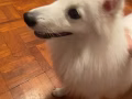 银狐 母
