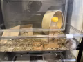 仓鼠🐹