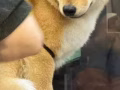 純種日本柴犬