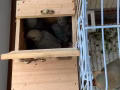 牡丹鸚鵡三隻幼鳥