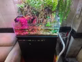 漂亮的小鱼缸。