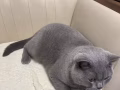 蓝猫男生找家啦 （free）