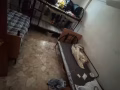 中峇魯男搭房