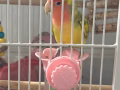 愛情鳥
