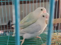 牡丹鸚鵡，愛情鳥。兩隻確定性別的漂亮母鳥