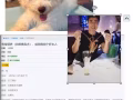 骗子 Scammer - Title : 有偿领养（比熊贵宾犬）小心！