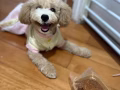 為我的毛孩子尋找一位有愛心的好主人