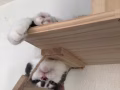 牛奶貓無償領養
