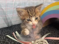 可爱幼崽小虎斑猫