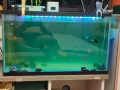 鱼🐟缸，60的