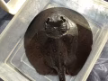 出售淡水魔鬼魚