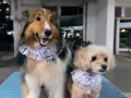 狗狗训练师