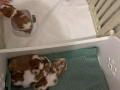 新加坡丨查理王幼崽領養