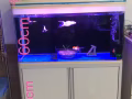 先驱附近整套鱼缸转让