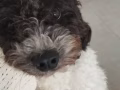poodle 男 Augestin找新主人