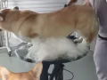 🐾 Pet Scholar 寵物美容 – 新加坡專業狗狗美容護理 ✂️🐶