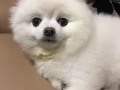 小博美找主人了