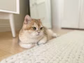 英国短英猫    本人以经常出差没时间照顾  希望能找到一个爱它的主人