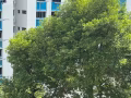 寻找搭房 必须是女性地点在Ang mo Kio 离开璧山地铁站三个车站