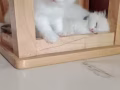 1个月纯纯小布偶宝宝