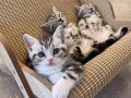 新加坡领养英短虎斑小猫 🐾