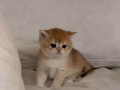 金渐层奶猫求个家