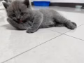 免费领养短英猫