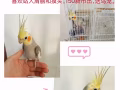 成年公玄凤最佳陪伴小宠