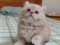 小奶貓找新家