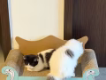 猫咪领养