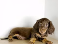 長毛臘腸幼犬 Long Hair Dacshund Puppy