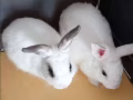 有償領養8個月大兔子兩隻
