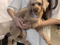 小嘗領養貴賓狗