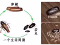 臭虫、蟑螂 专杀