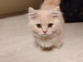 小奶猫咪找新家啦！