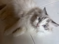 有偿求男布偶猫为我家女布偶猫配种